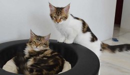 Cat-Trend-Line Hängemattenbett mit Alcantarakissen